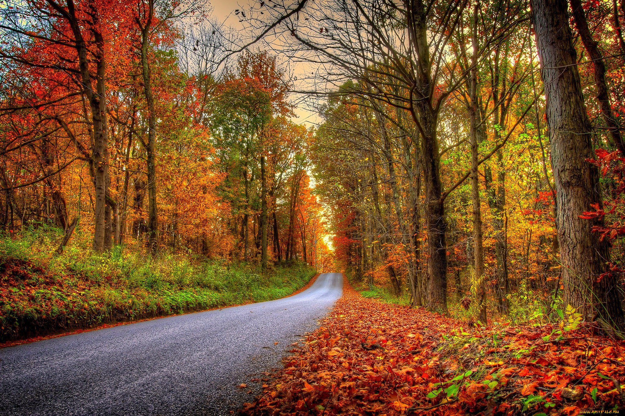 , , nature, forest, park, trees, leaves, colorful, road, path, autumn, fall, colors, walk, , , , , , 